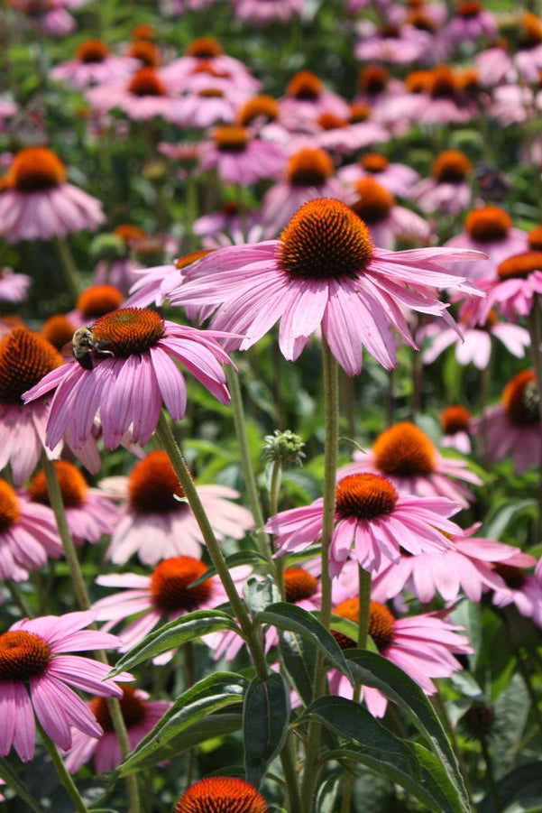 Echinacea purpurea 'Magnus' planted en mass and in bloom  ©Hoffie Nursery