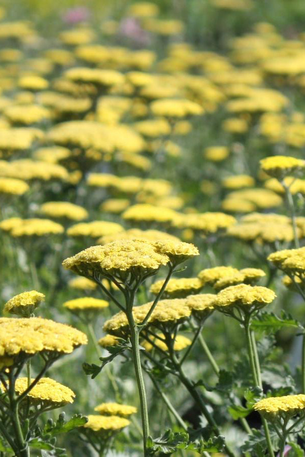 Achillea 'Moonshine' planted en mass and flowering. ©Hoffie Nursery 