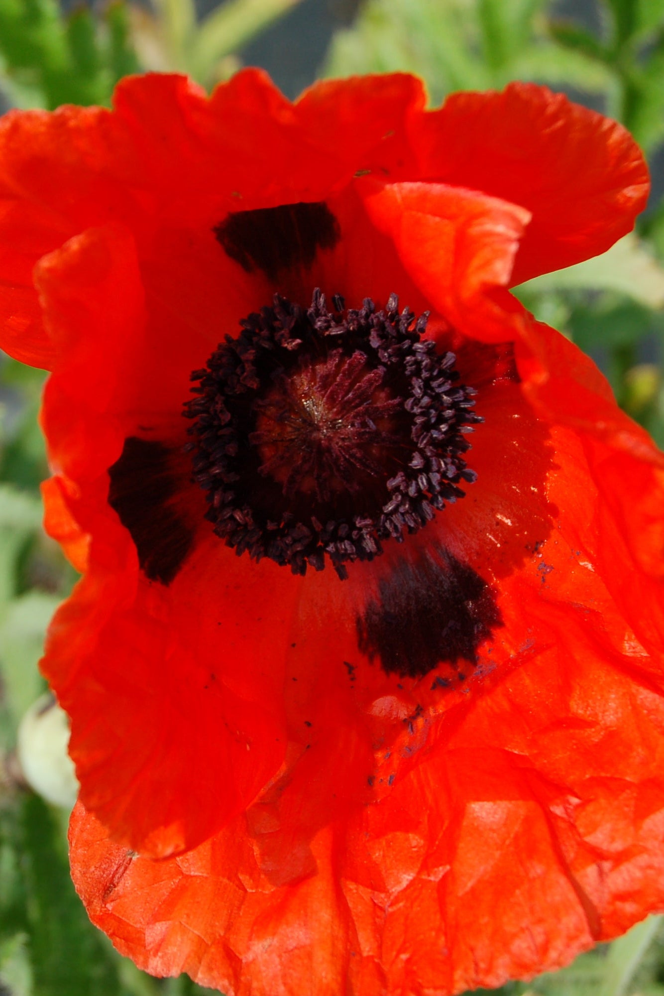 'Allegro' Poppy bloom with its bright red orange petals ©Hoffie Nursery