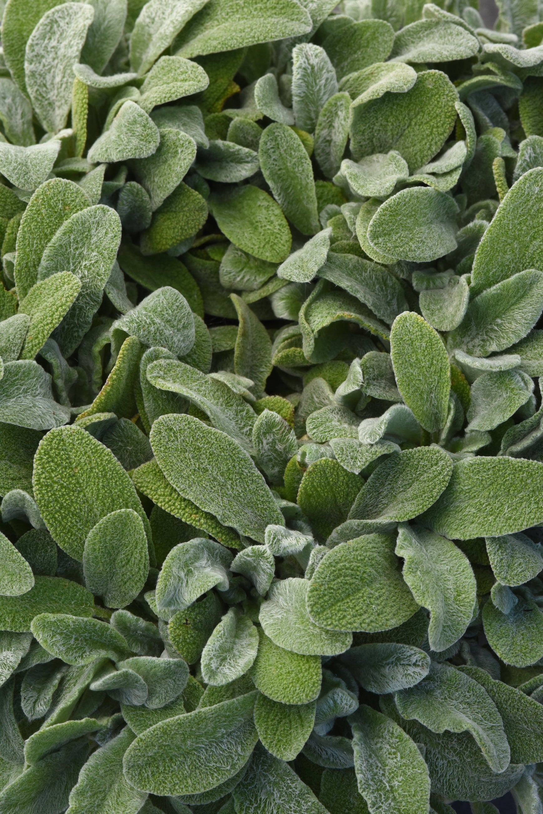Stachys 'Little Lamb' foliage up close ©Hoffie Nursery