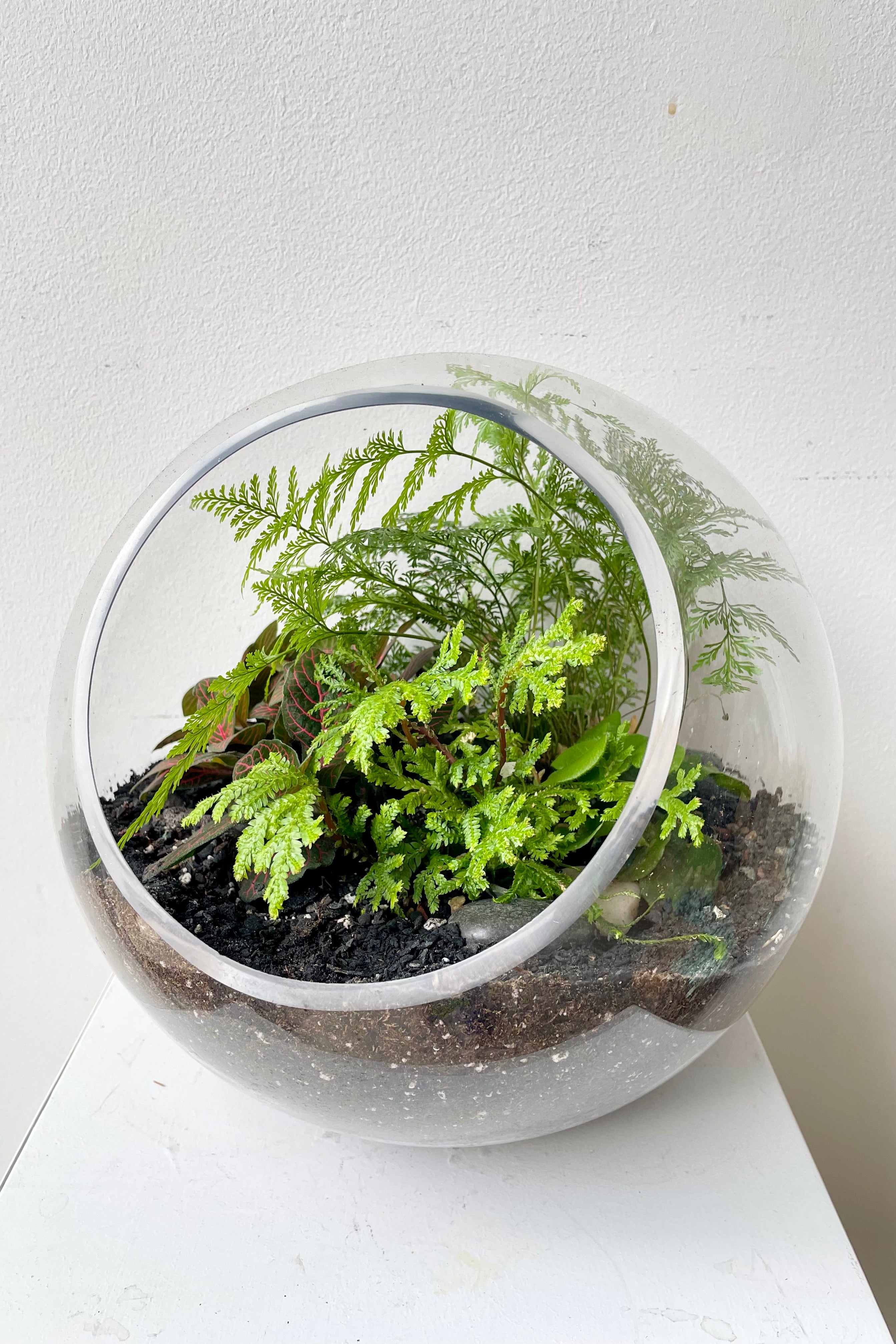 Hurricane terrarium created by Sprout Home with lush ferns and saliginella. #style_foliage