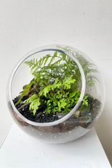 Hurricane terrarium created by Sprout Home with lush ferns and saliginella. 
