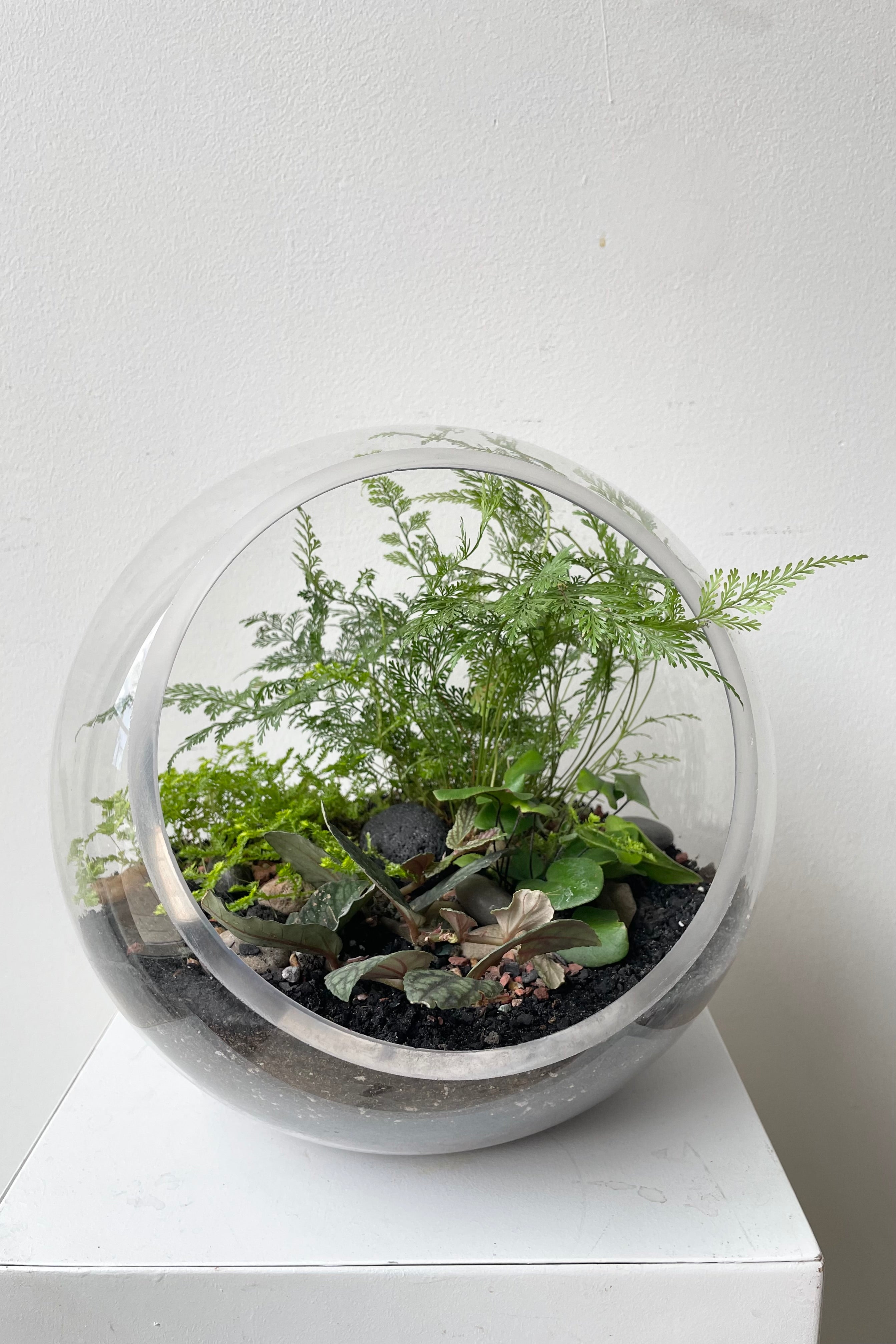 Sprout Home planted hurricane terrarium with a rabbit foot fern rising above. #style_foliage