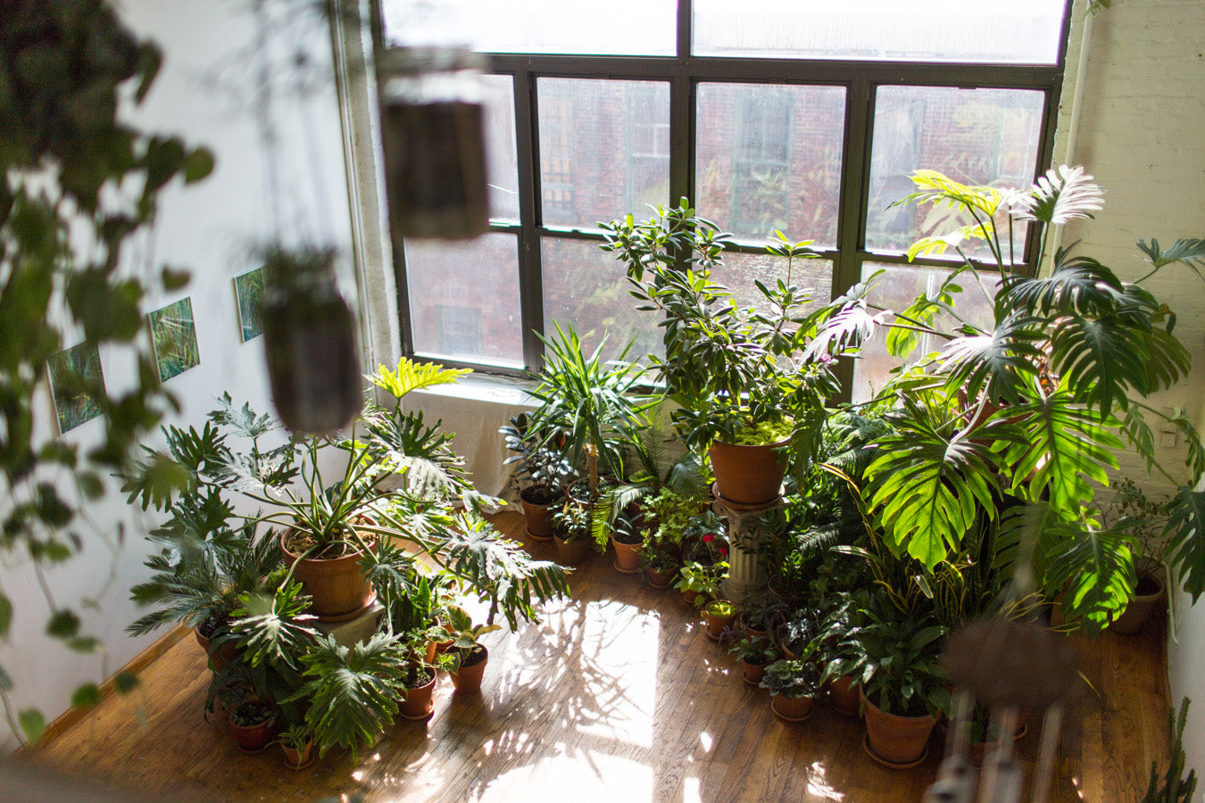 A room full of all types of plants in natural light and wood floor from the Rooted in Design Book. Photo by Ramsey DeGive.