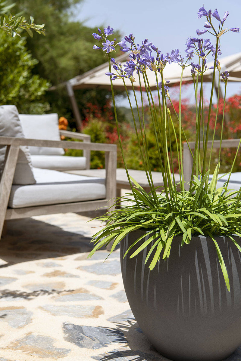 Jesslyn Pot grey with Agapanthus planted in it outside on a deck next to some lounge chairs by Pottery Pots.