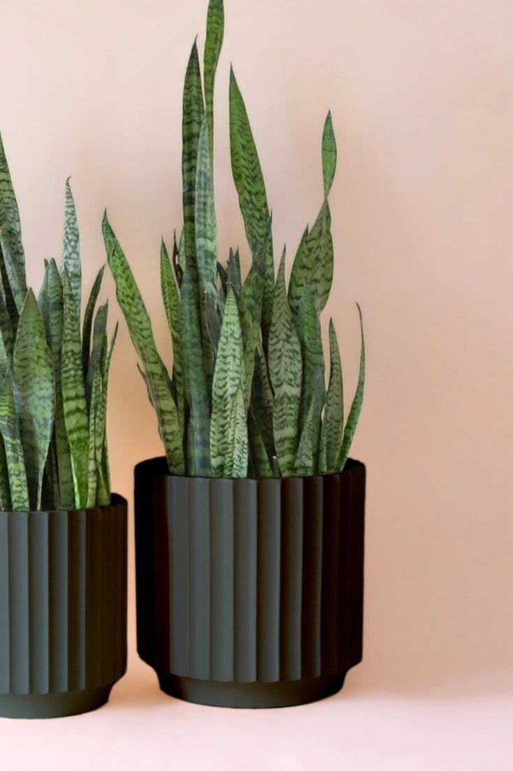 Two green potted plants in black Monroe cylindrical pots on a beige background ©Jungle Club