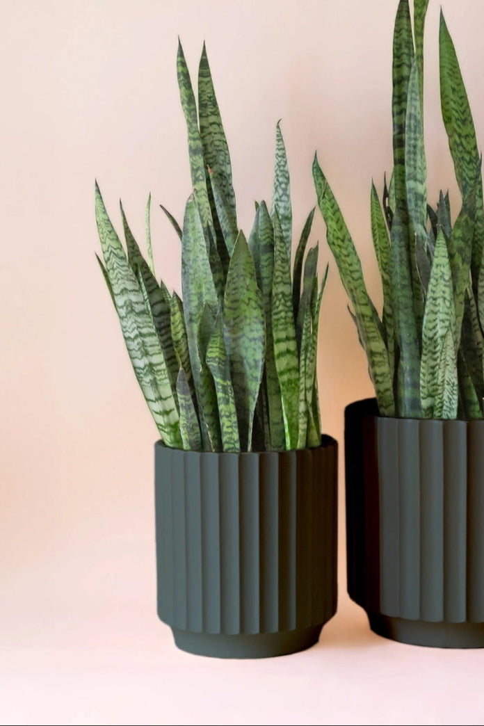 green potted plants in Jungle Clue Monroe black pots on a beige background ©Jungle Club