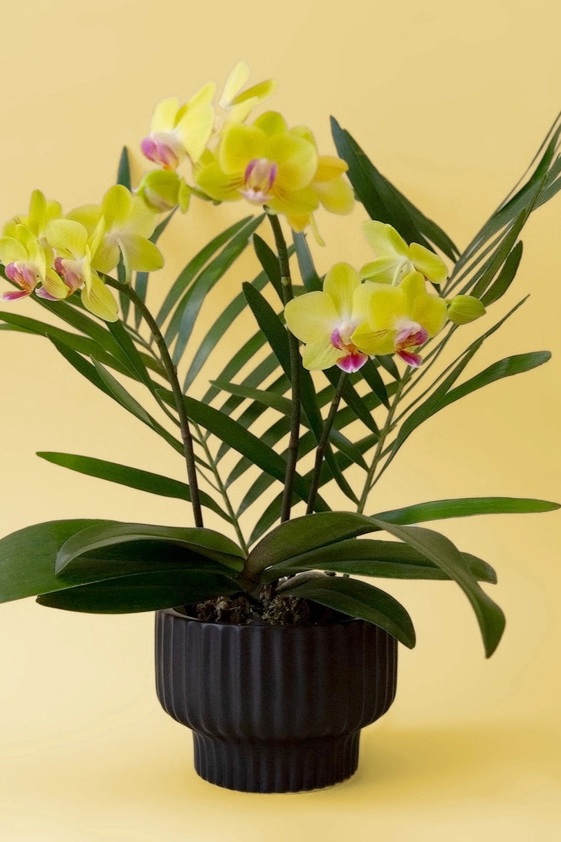 Presley Pedestal Planter Black with a potted orchid plant with yellow flowers on a yellow background ©Jungle Club