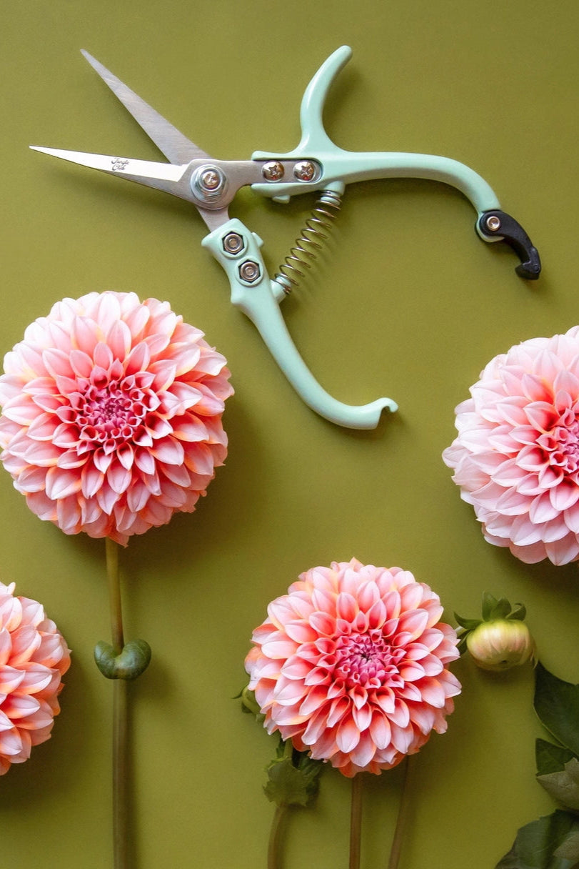 Pruning Shears Lagoon above pink dahlias ©Jungle Club