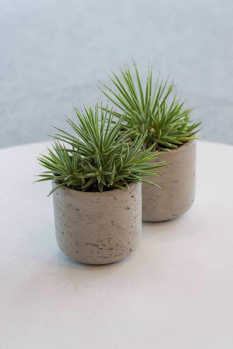 Two potted Charlie Washed grey pots by Pottery Pots