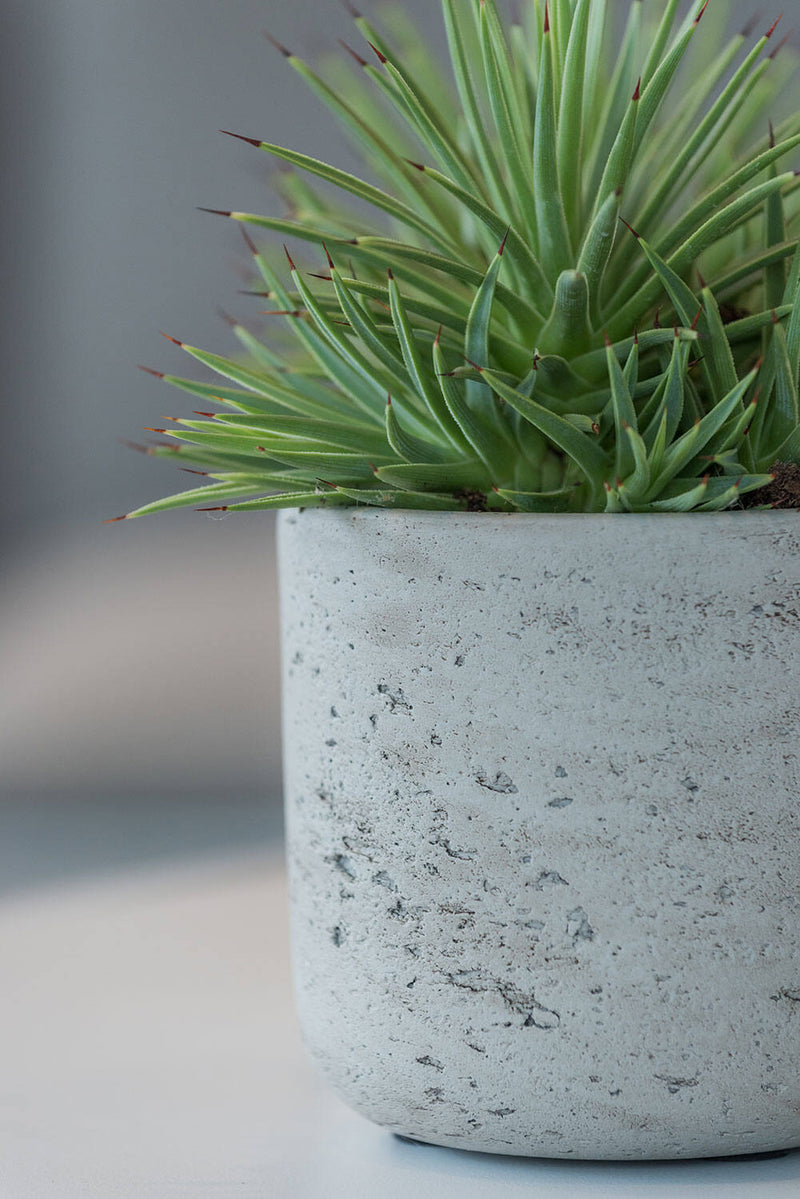 Pottery Pots Charlie Washed Grey pot with a potted plant inside showing the side to middle of the planter close up.