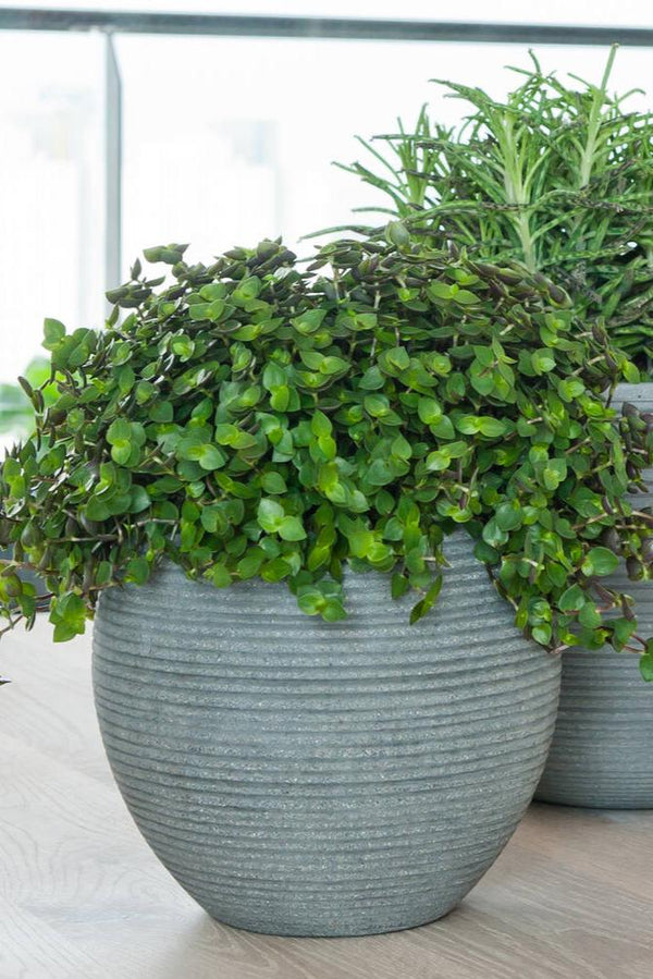 Cody Pot with Horizontal Ridges potted with a plant and sitting on a wood table by Pottery Pots