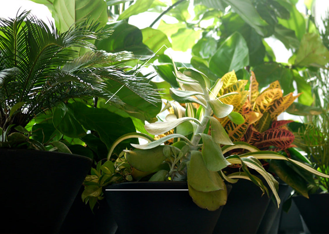 indoor houseplants at sprout home