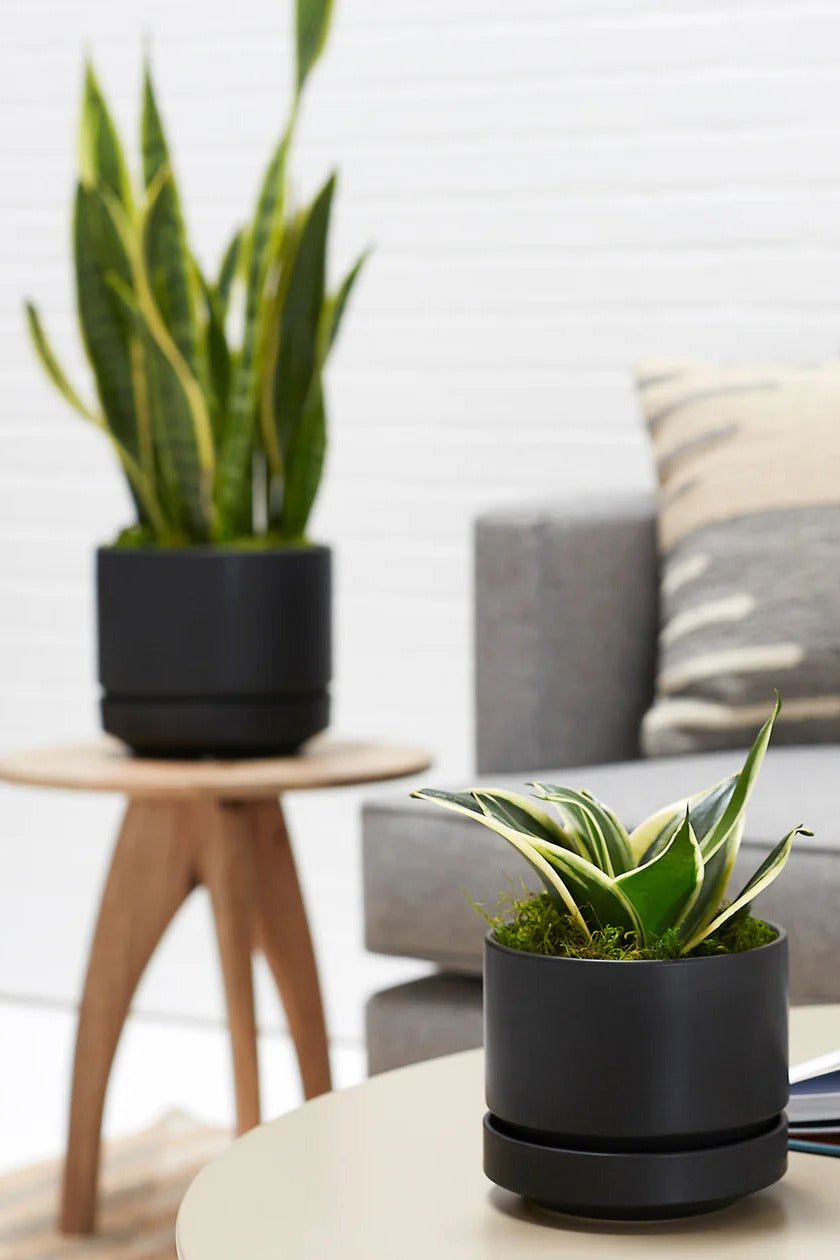Black Round Two pot with a green plant on a table in a living room setting. ©Revival Ceramics