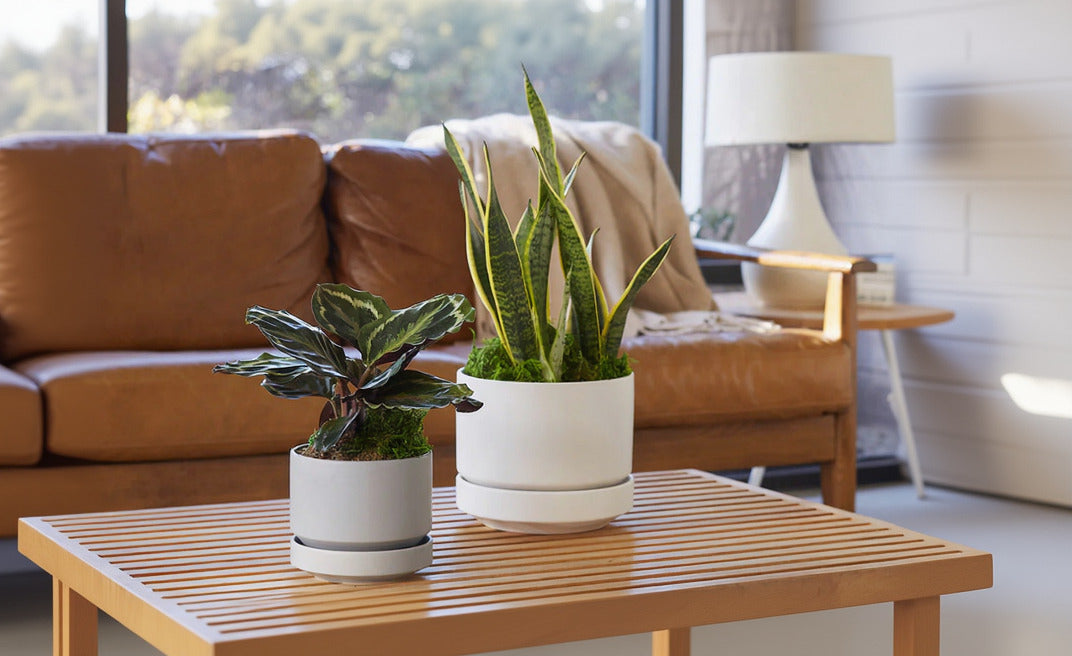 Two potted plants on a wooden coffee table in a living room with a brown sofa and lamp. ©Revival Ceramics