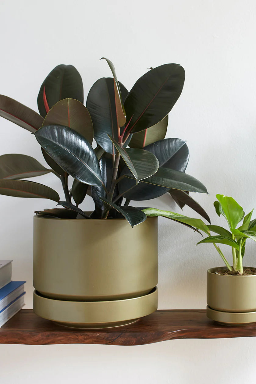 Potted Ficus elastica in a Round Two olive pot on a wooden shelf against a white wall ©Revival Ceramics