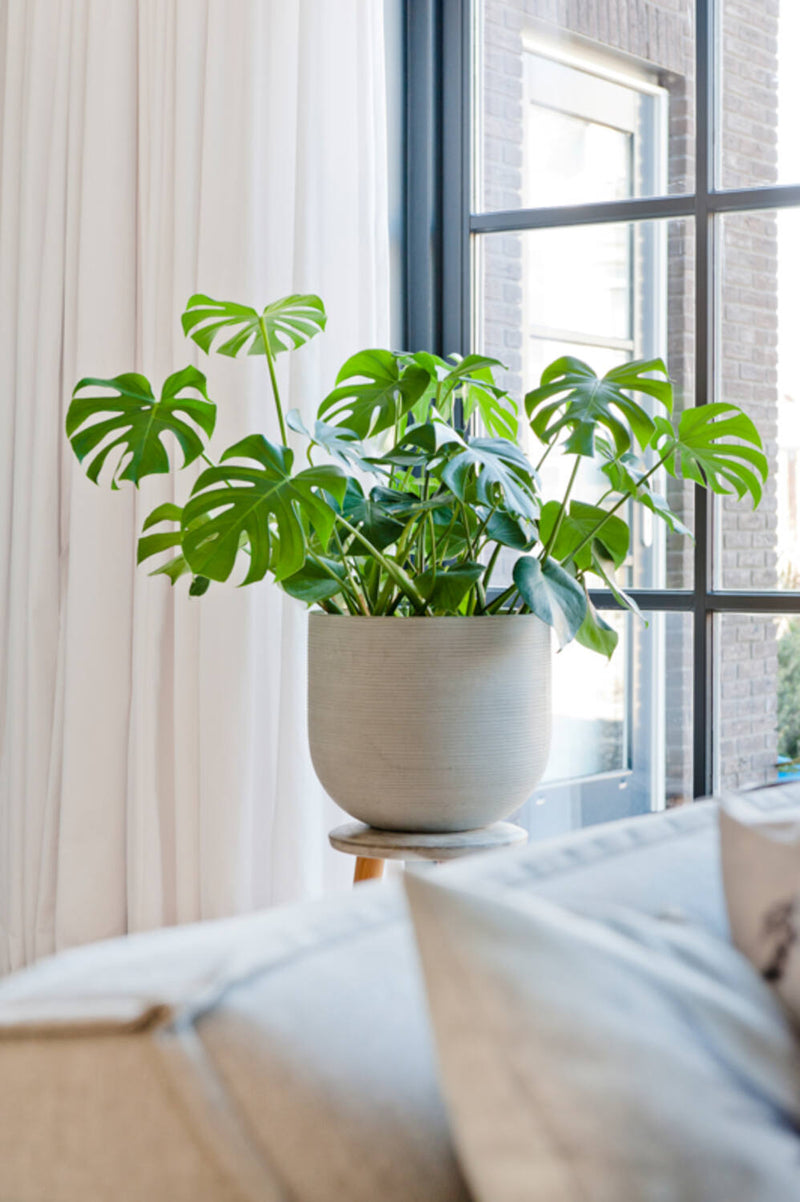 Pottery Pots Cody planter in Light Grey with Horizontal Ridges with a Monstera inside and sitting next to a window and behind a sofa on a pedestal.