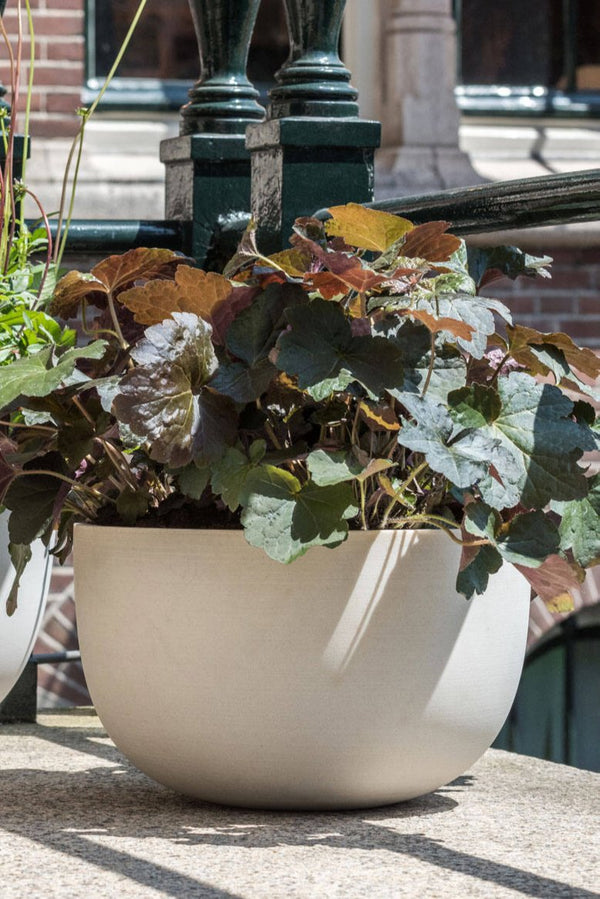 Sunny Bowl Natural White planted with Heuchera by Pottery Pots