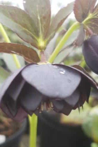 Close-up of a black hellebore plant with drooping flowers and green leaves. ©Lincoln Nursery