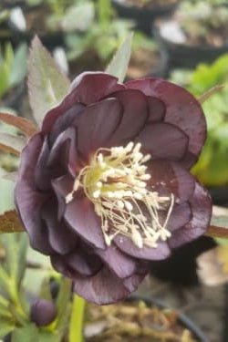 Helleborus 'Dashing Groomsmen' dark open flower up close ©Lincoln Nursery