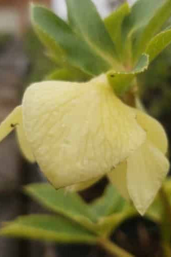Close-up of a light yellow hellebore flower with green leaves on a blurred background ©Lincoln Nursery