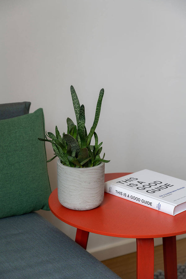 Pottery Pots Charlie Pot in Washed Grey potted with a strappy plant, sitting on a red table next to a white book. 