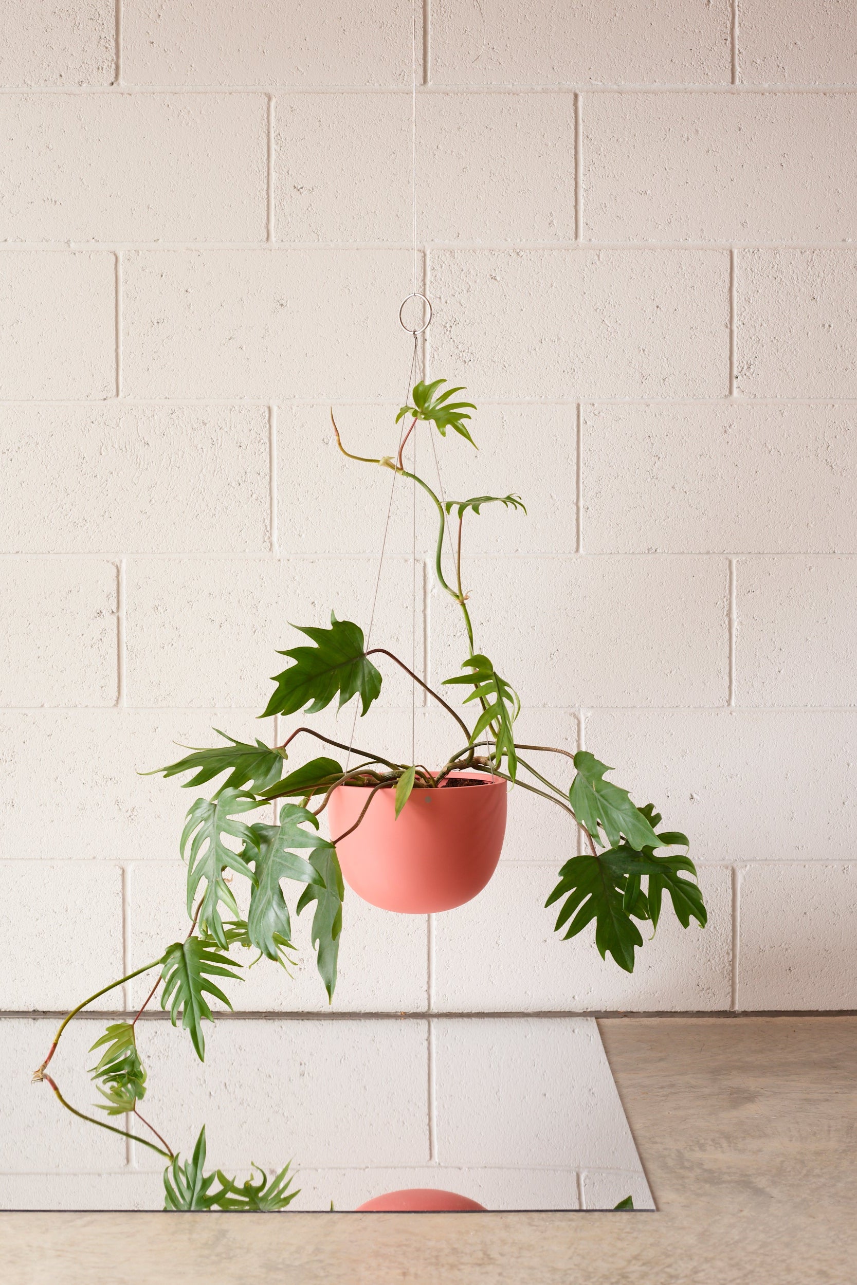 Dusty Pink Clifton Hanging Pot above a mirror. by Aaron Probyn. Photo by Jake Curtis. Stylist Rebecca McEnvoy.
