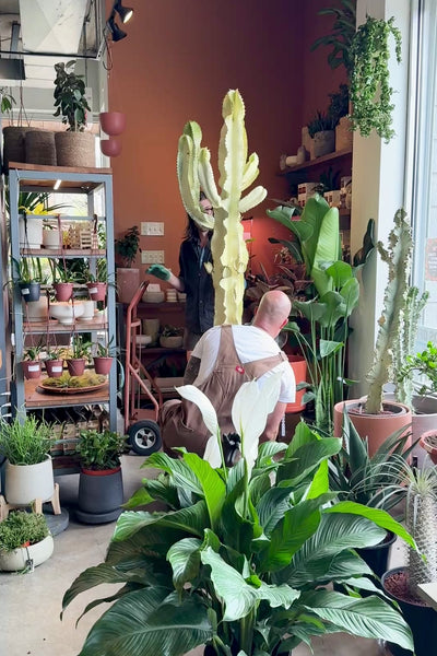 a Euphorbia ammak 'Variegata' #15 being loaded in to Sprout Home garden shop in Chicago ©Sprout Home