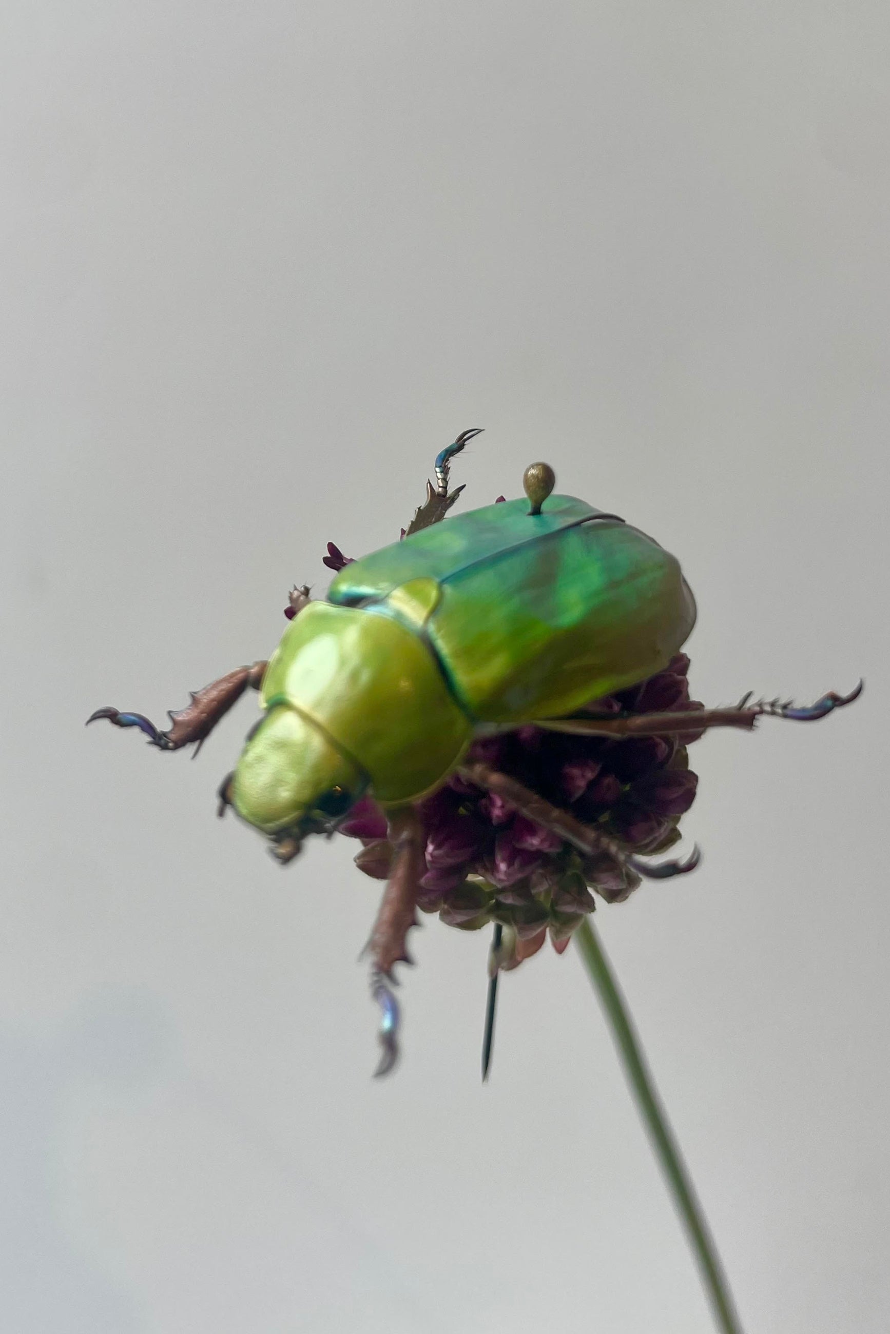 A greenbettle on a stem in front of a white wall ©Sprout Home