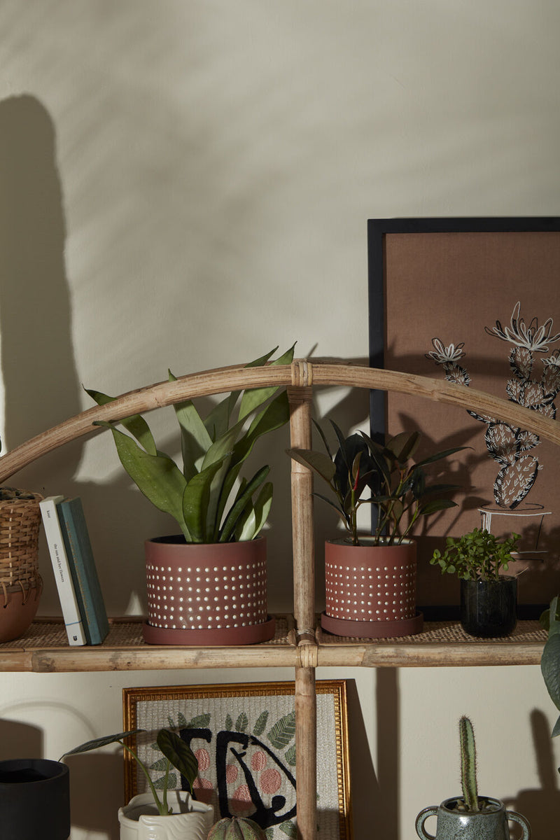 Two potted Salamanca pots on a wicker shelving system amongst books, other plants and framed prints. 