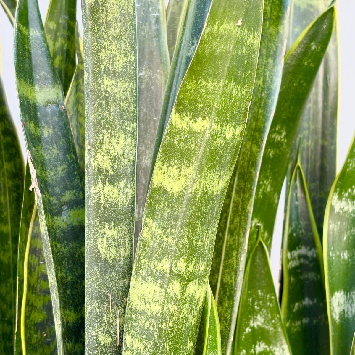 sansevieria dakota Sansevieria 'Dakota' 10