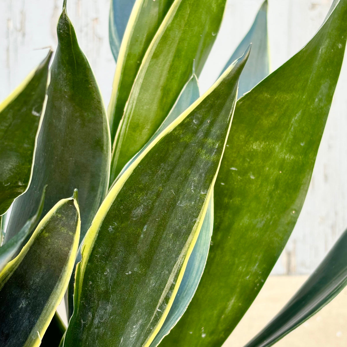 Sansevieria 'Fabil' 10