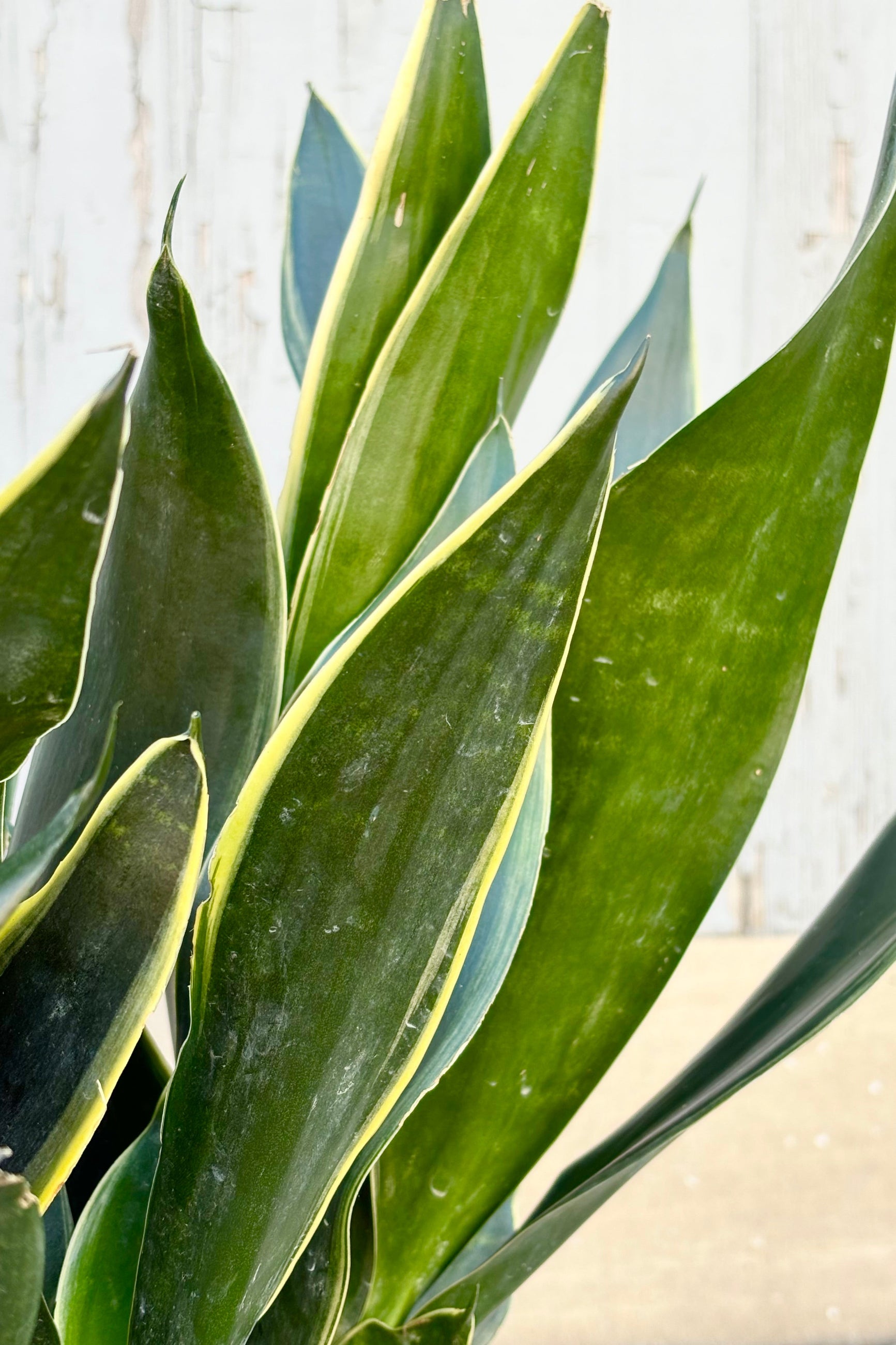Close up of Sansevieria "Snake Plant" 'Fabit' with stout, broad dark green upright leaves and a pale yellow margin in a black pot against grey background at Sprout Home ©Sprout Home