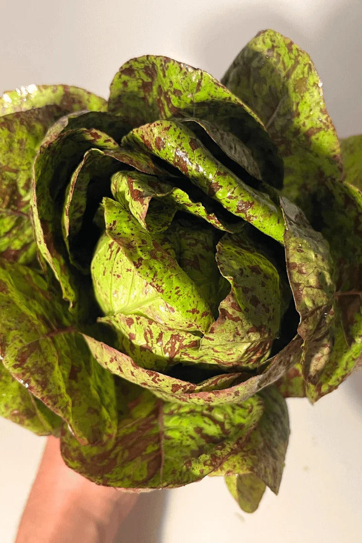 A close-up of a dSpotted Trout Lettuce with mottled green and burgundy-red variegation, held against a plain light background. Hudson Valley Seed Co.