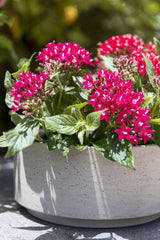 Pottery Pots Grey washed Eli Bowl with a fuchsia flowering plant inside.