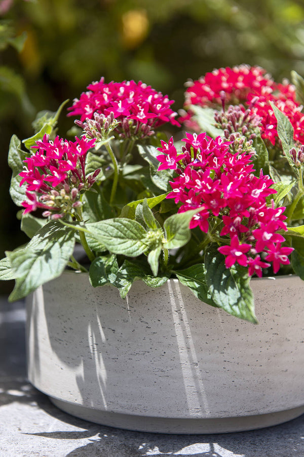 Pottery Pots Grey washed Eli Bowl with a fuchsia flowering plant inside.