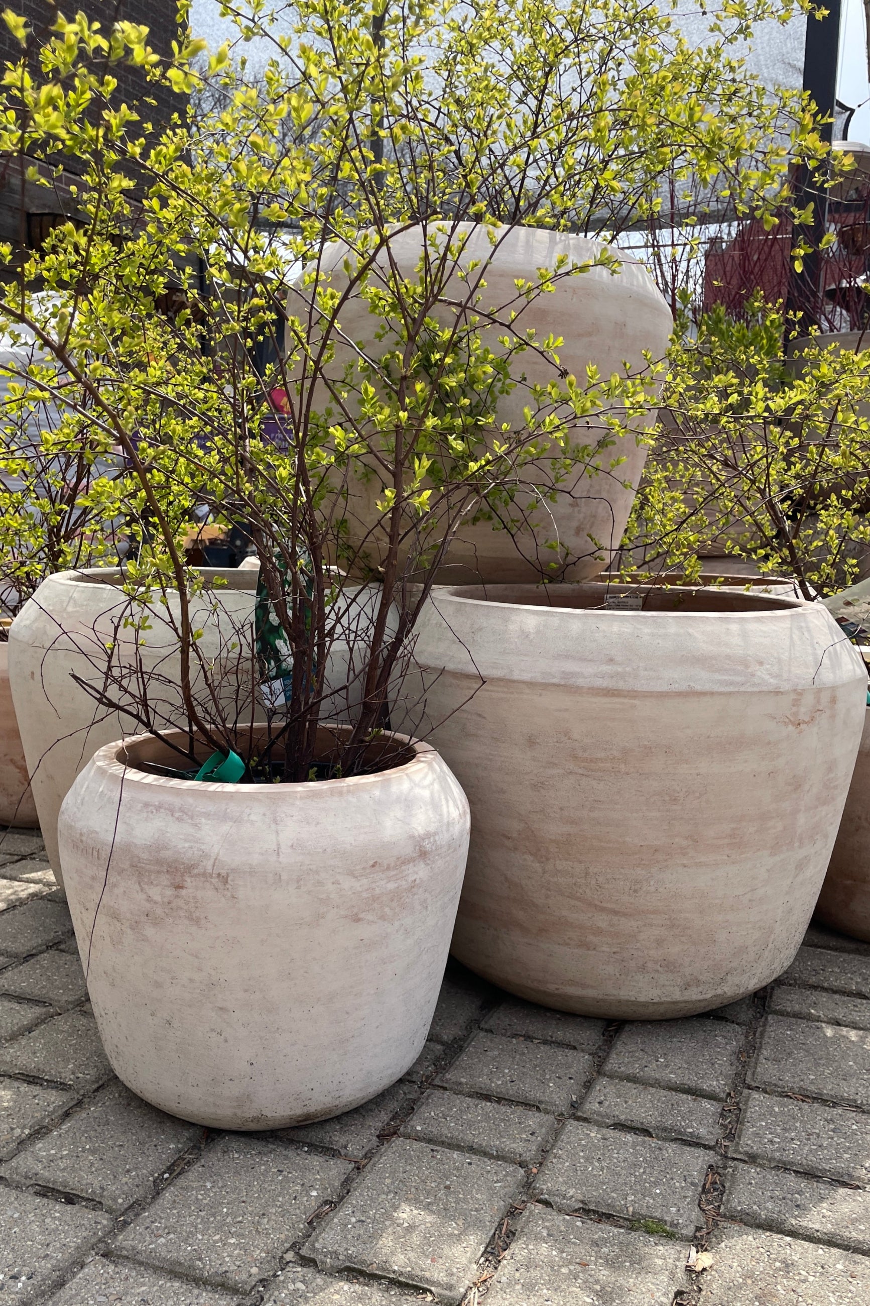 Collection of Cape unglazed planters in the Sprout Home yard with Spirea just starting to leaf sitting inside them.  ©Sprout Home 