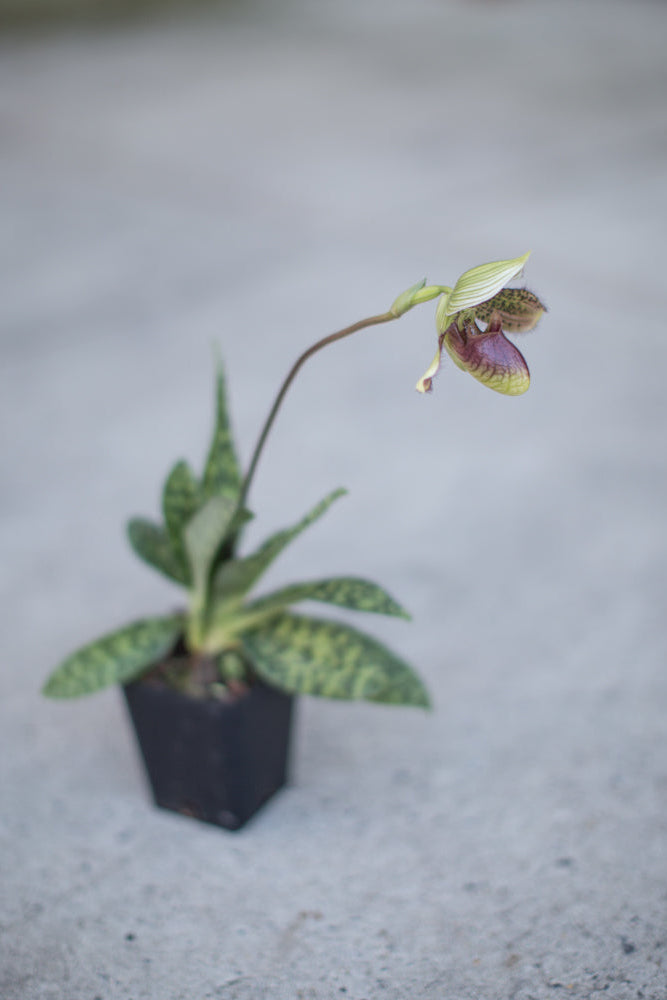 Potted um "Lady Slipper Orchid" orchid plant on a gray concrete surface ©Sprout Home