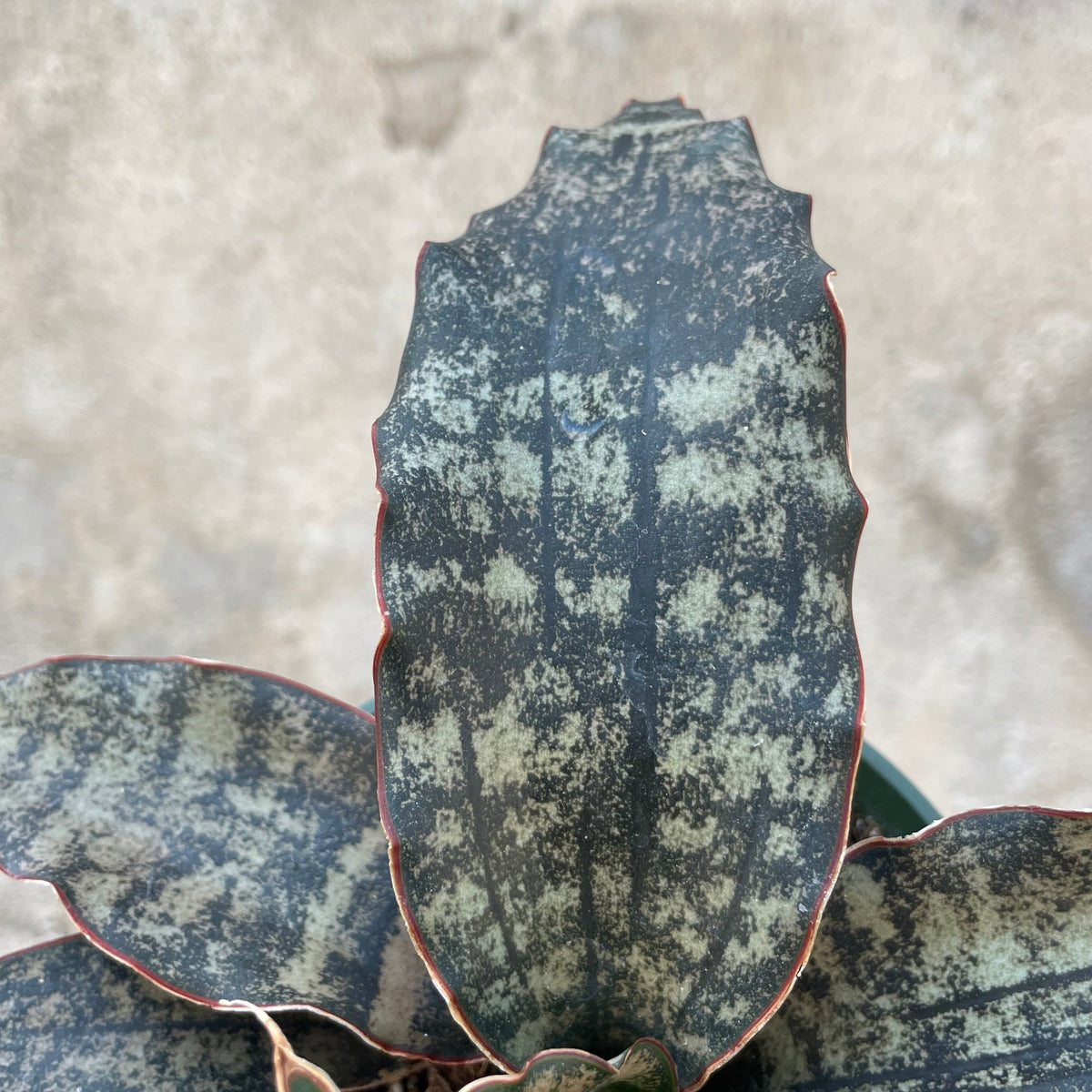 sansevieria kirkii coppertone care Sansevieria kirkii 'Coppertone' 4" at SPROUT HOME
