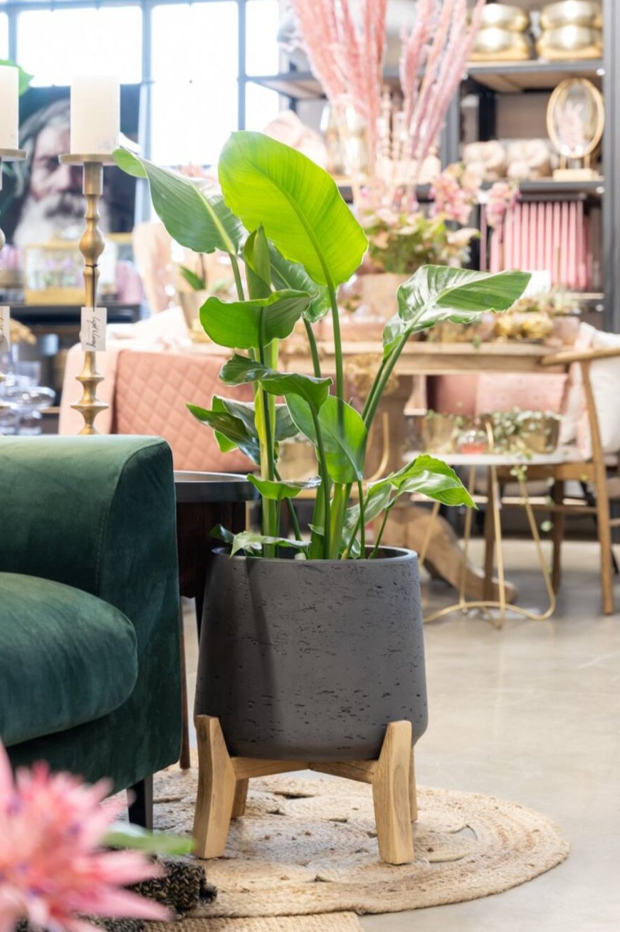 Patt Pot w/ Low feet black washed with a bird of paradise plant inside next to a green sofa by Pottery Pots