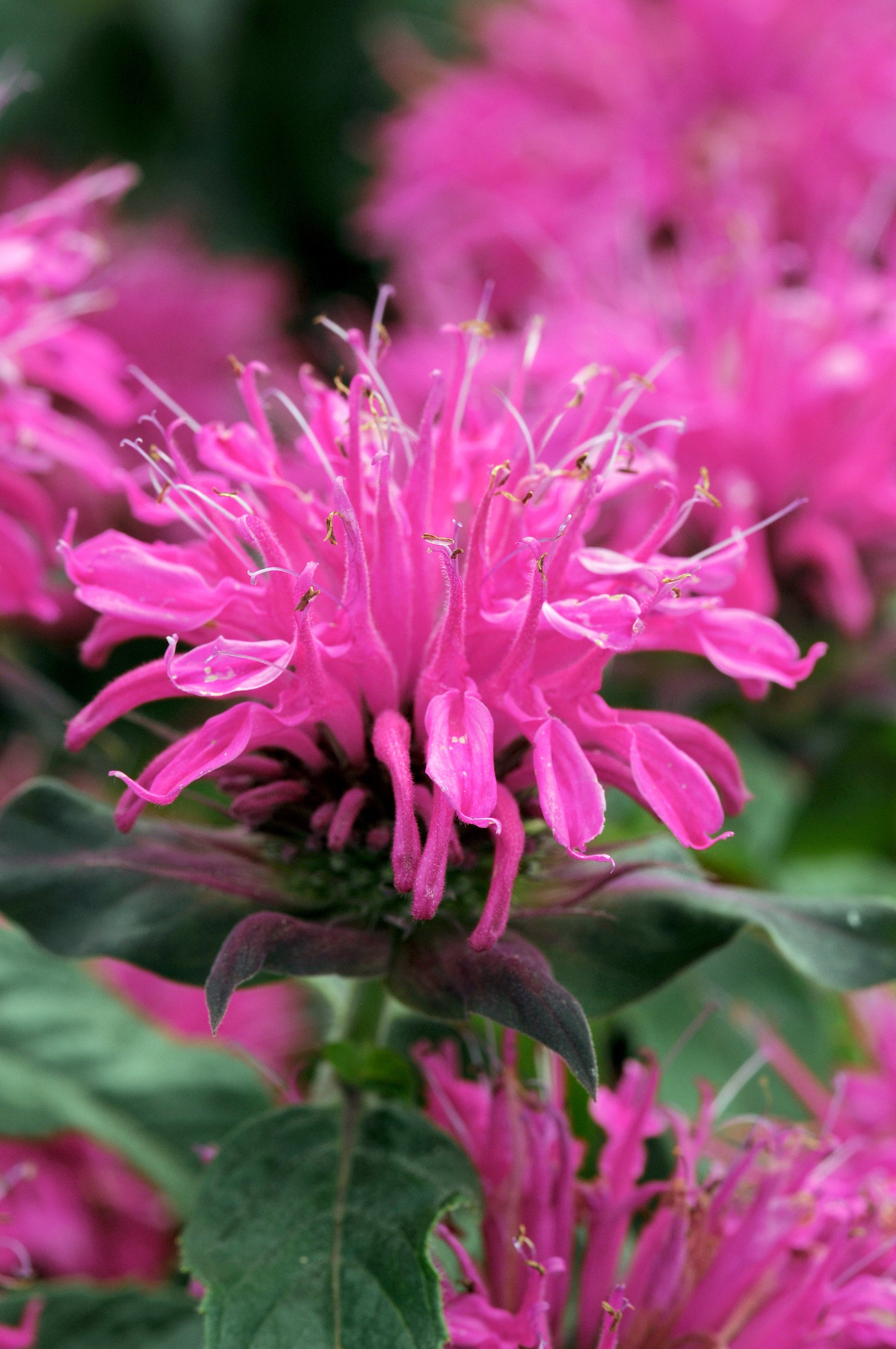 Close-up of a pink bee balm flower with green leaves of Monarda 'Balmy Rose' ©Walters Garden