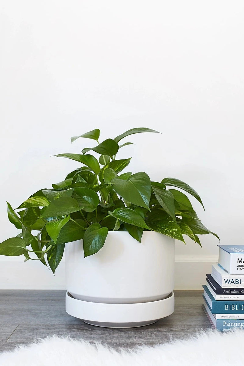 LBE Design Revival Ceramics White Round Two planter with a pothos inside on a wood grey floor