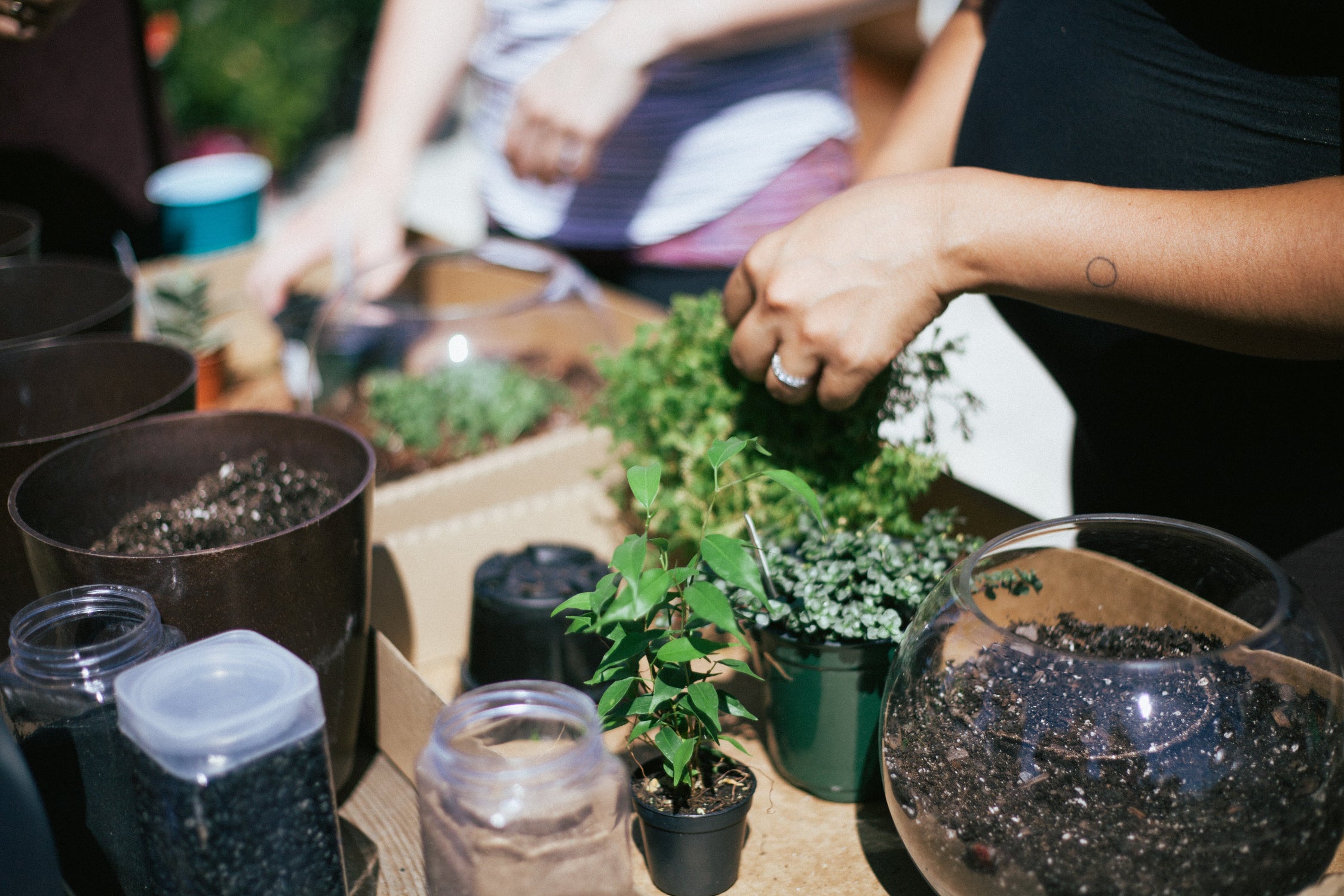 People working with plants and gardening supplies on a table