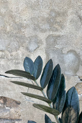 Detail photo of the black leaf of Zamioculcas ZZ Plant Raven against a gray cement wall.