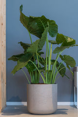 Charlie pot in Washed Grey by Pottery Pots with an elephant ear plant inside in a room with a blue wall and light wood floors.