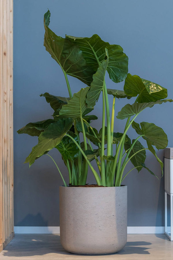 Charlie pot in Washed Grey by Pottery Pots with an elephant ear plant inside in a room with a blue wall and light wood floors.