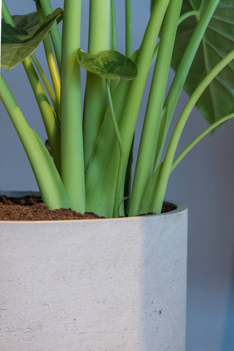 Charlie pot in Washed Grey by Pottery Pots detail of the upper corner with a plant inside.