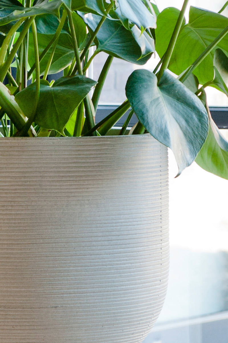 Pottery Pots Cody Light Grey pot with Horizontal Ridges close up with a Monstera plant inside.