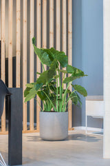 Charlie pot in Washed Grey by Pottery Pots with an elephant ear plant inside it and in front of a woo slat wall.