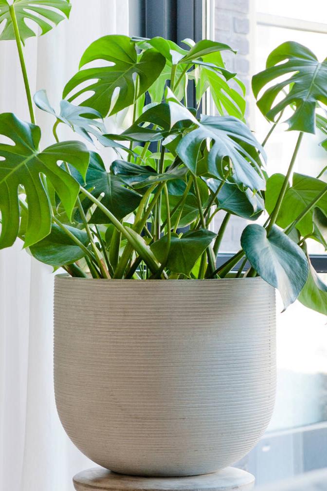 Pottery Pots Cody Light Grey pot with Horizontal Ridges with a Monstera Deliciousa plant inside it.